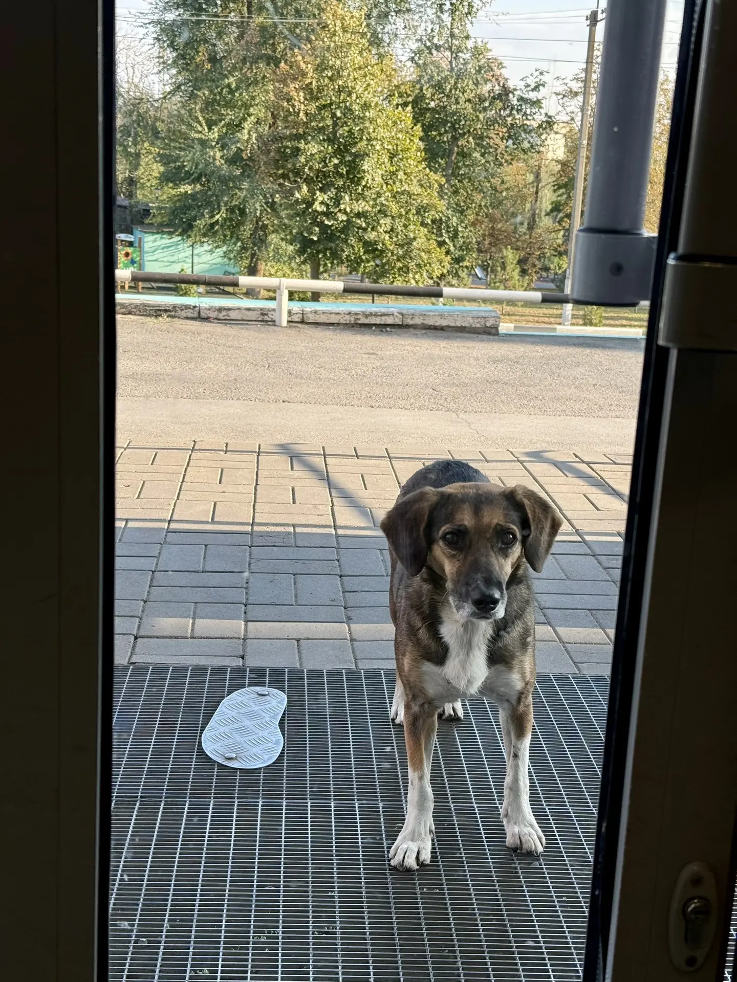 🐶 А глаза такие добрые.