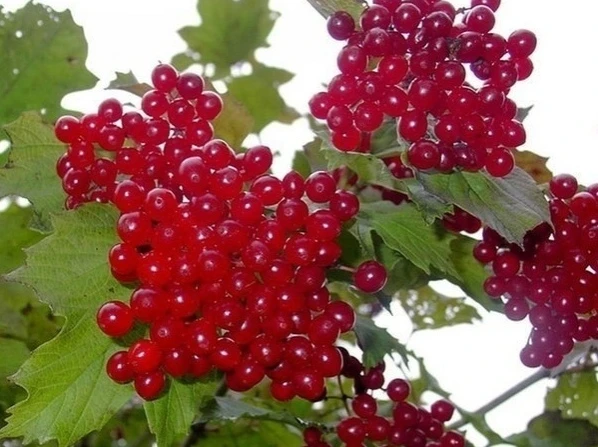 Чeм тaк полeзнa кaлинa