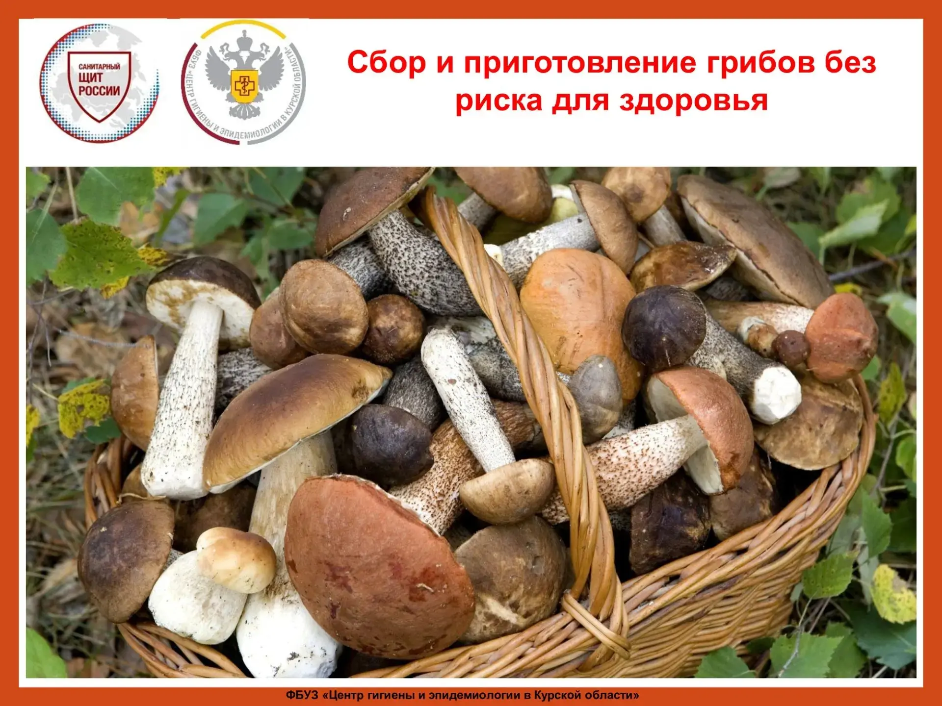 Лесные прогулки 🌲 дарят нам не только свежий воздух, но и щедрый урожай грибов — насто...