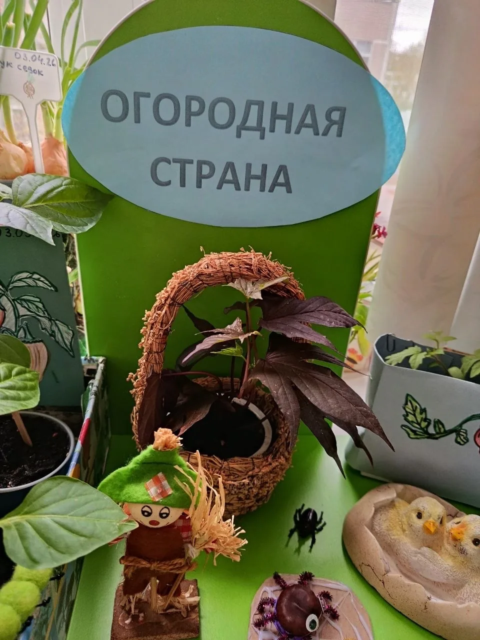 🌱 Конкурс мини-огородов на окне в Корпусе 5  На днях в Корпусе 5  прошёл ежегодный конкурс мини-огор