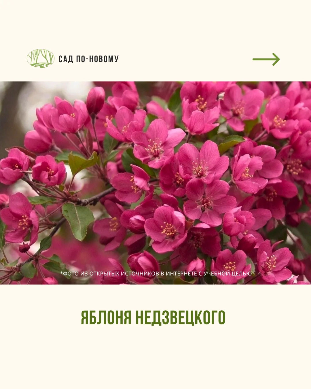 У вас еще нет декоративной яблони? Тогда этот пост для вас.