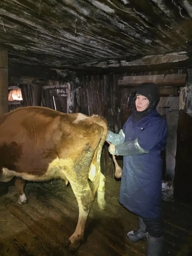 В селе Тюнгюлю стартовала отелочная кампания.