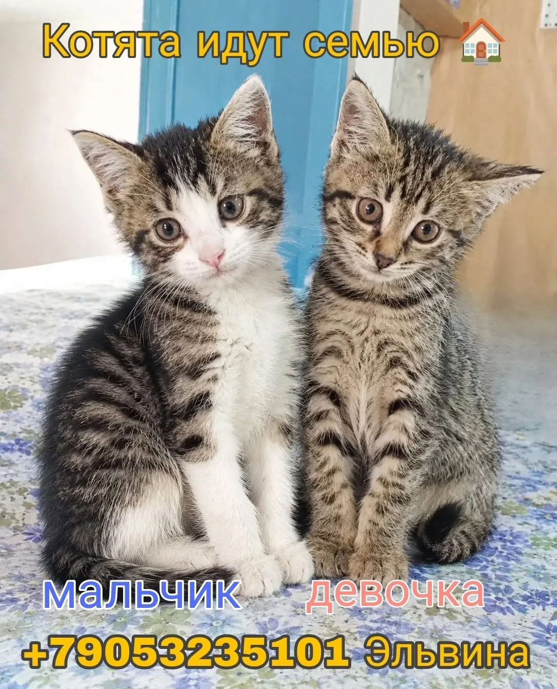 Отдам в добрые руки!