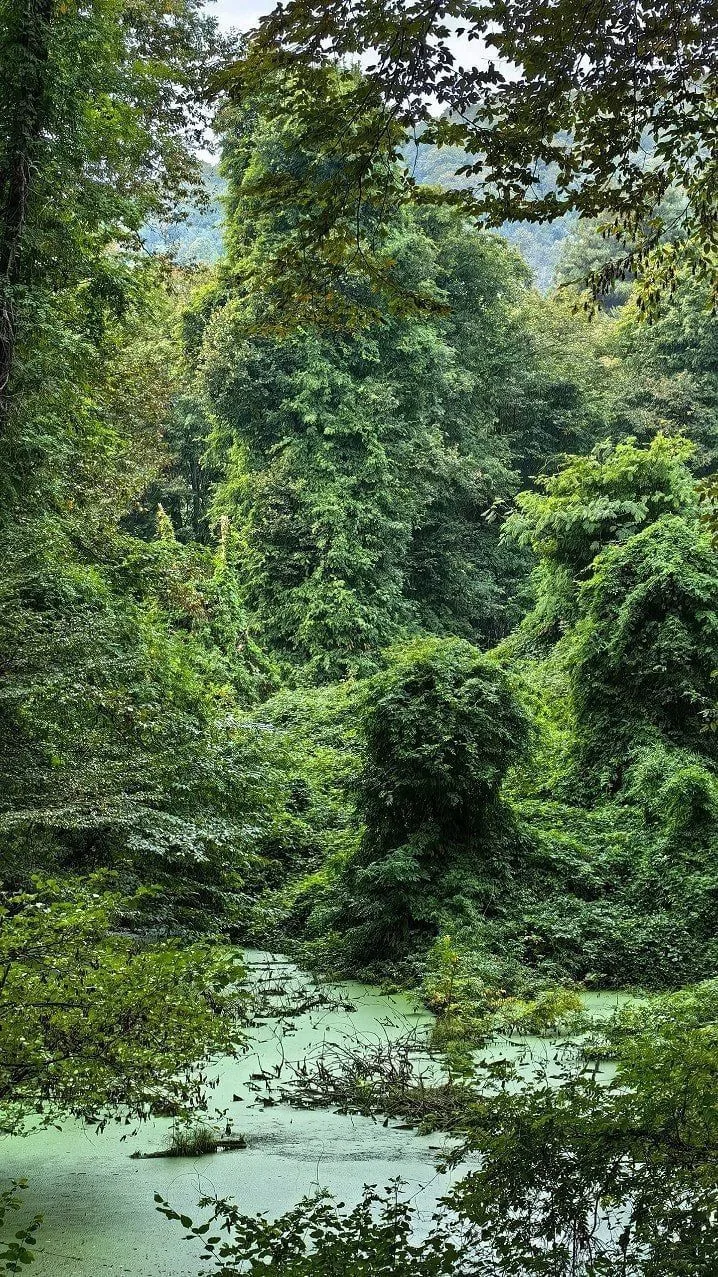 🌲 Кудепстинский лесопарк