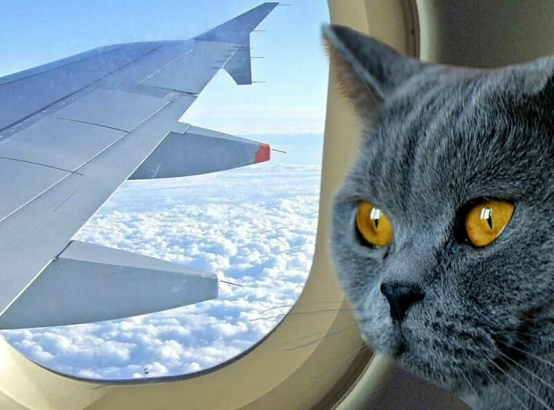 ✈️🐱 Жители Приморья все чаще берут своих домашних питомцев с собой в путешествие — недавно две череп