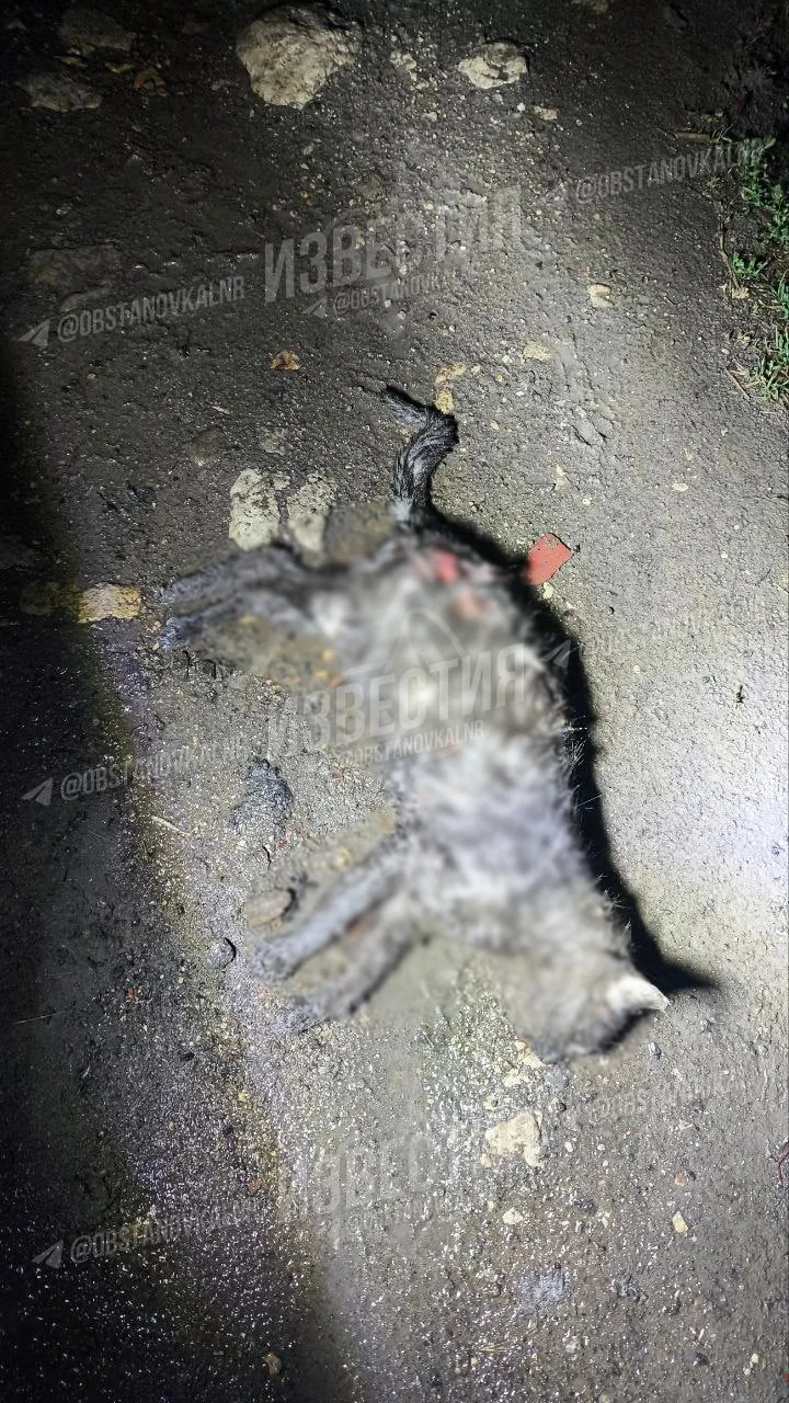 🔞 Стая собак этой ночью насмерть растерзала домашнего кота в Каменнобродском районе Лу...
