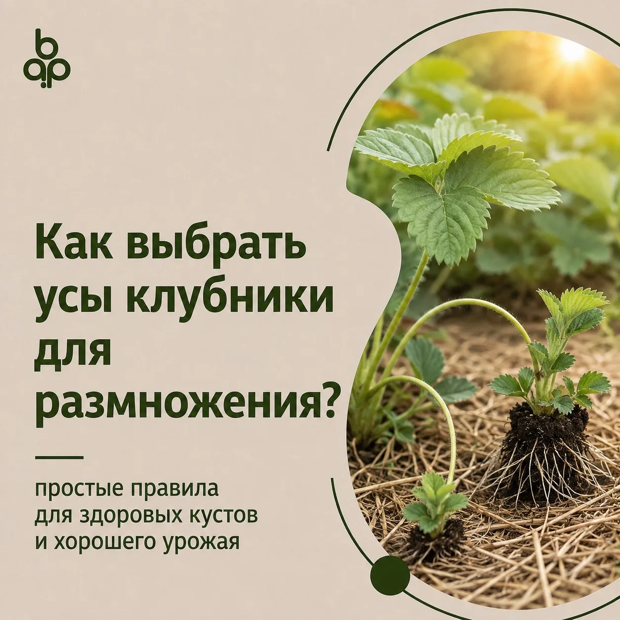 🍓 Как выбрать усы клубники для размножения?