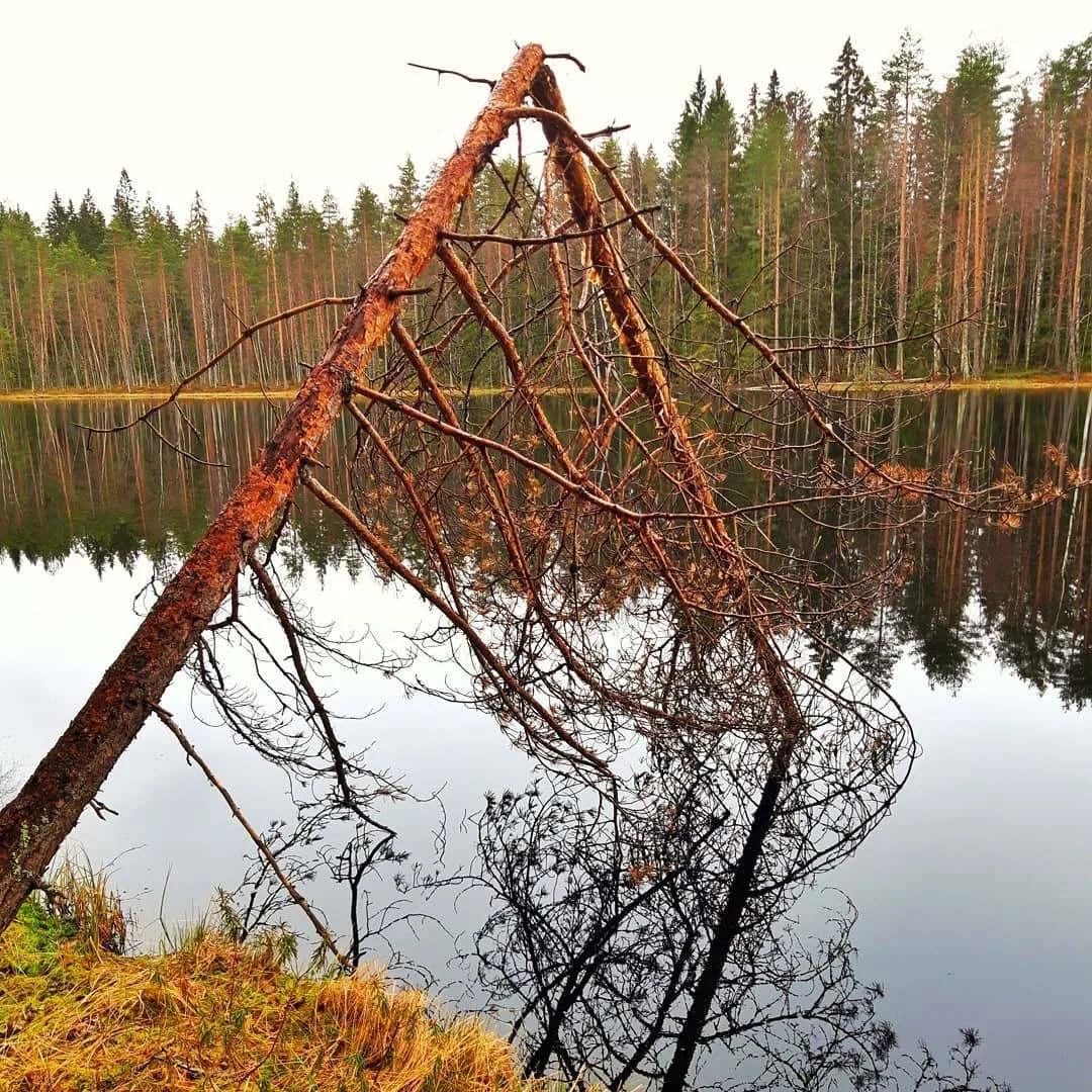 Природный арт-объект.