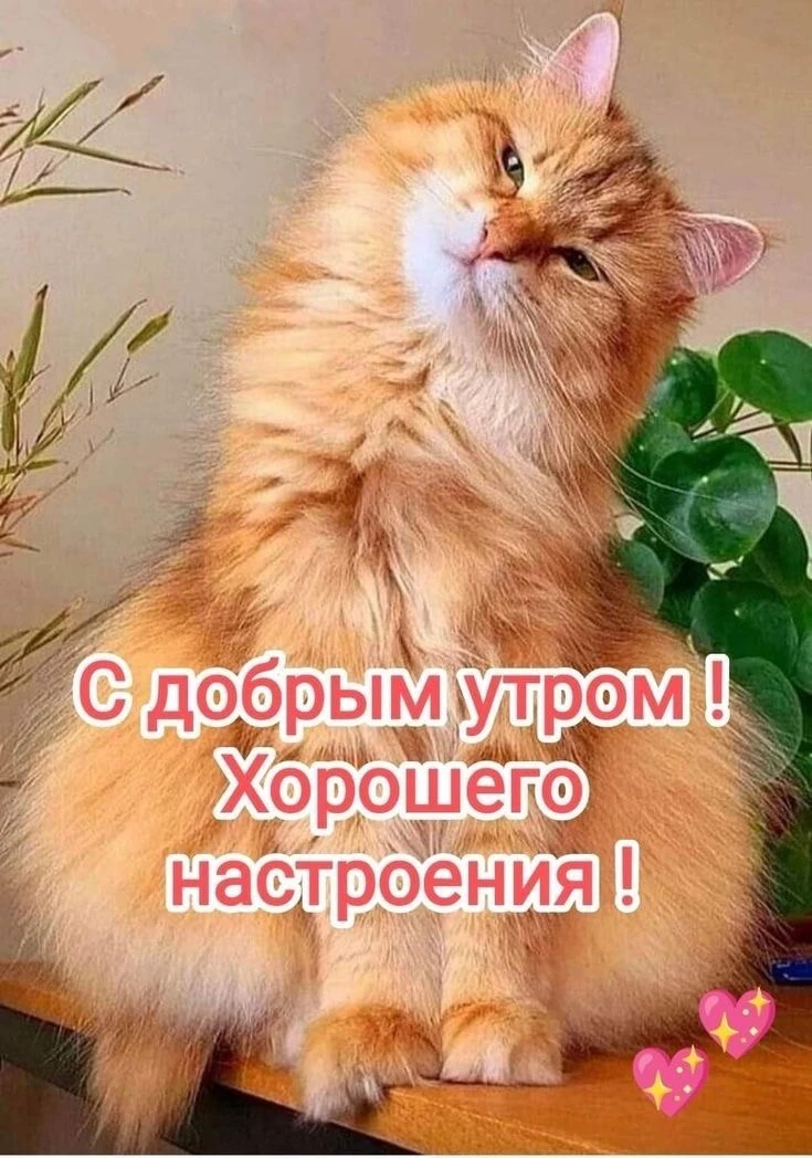 Котаны • подписаться