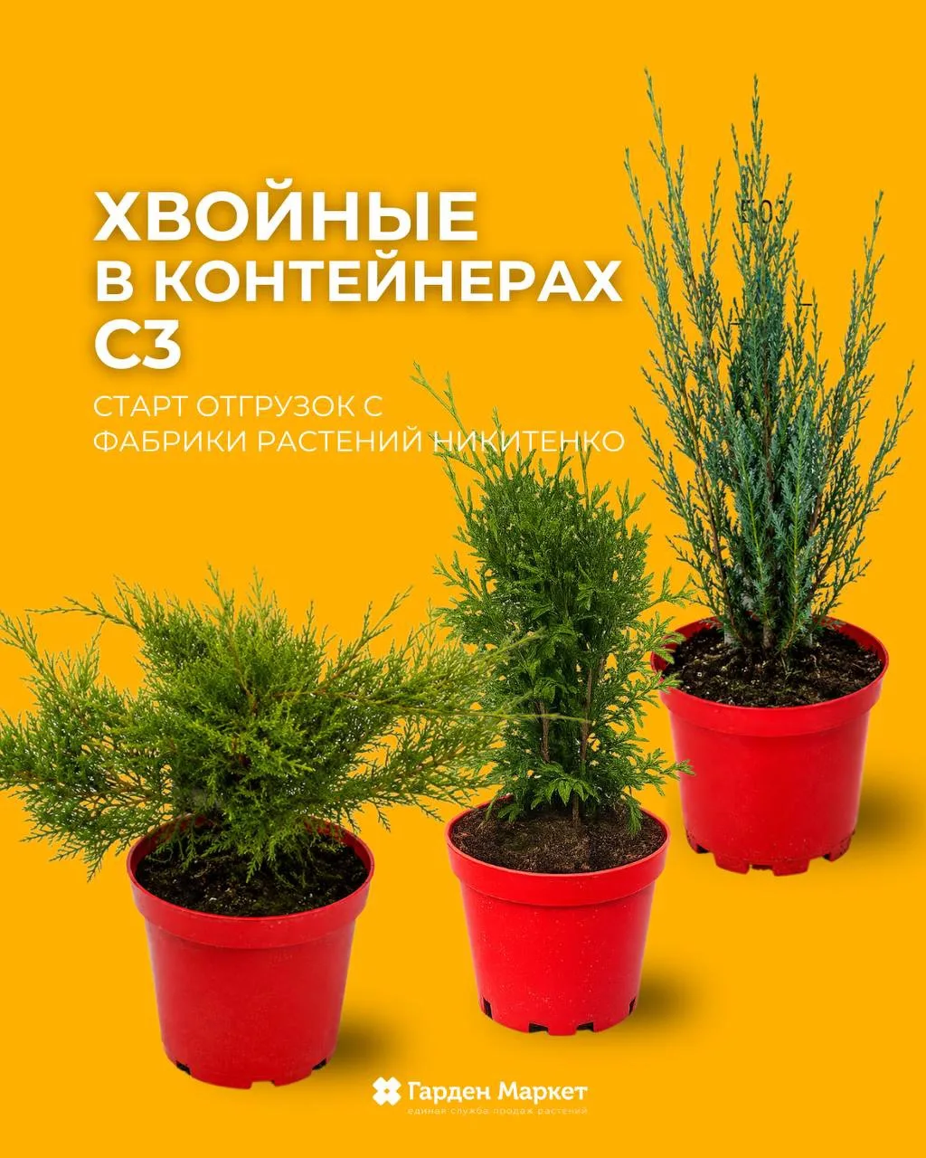 Новинки на Фабрике растений Никитенко: хвойные в контейнерах С2 и С3!