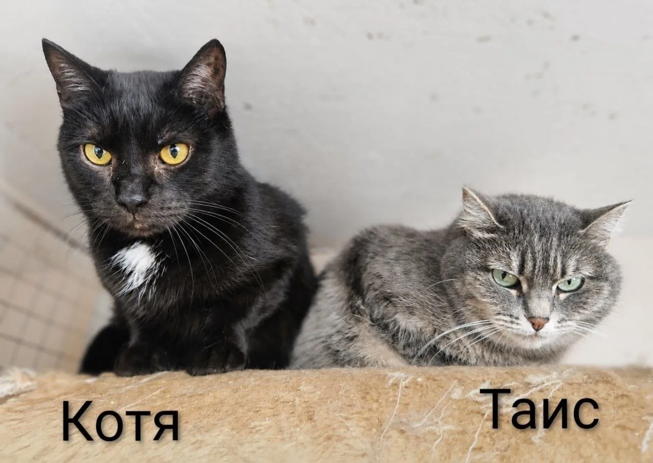 🐱 Кот или кошка - есть ли разница?

Конечно, характер у каждого хвостика свой. Но некоторые отличия