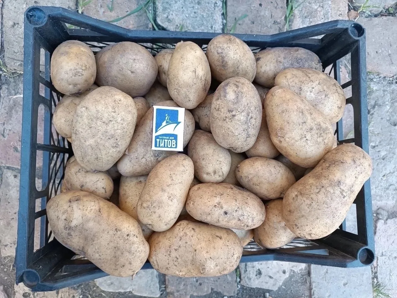 Продам домашний картофель! Крупный. Сорт Лимонка. 85₽/кг. Амвросиевский р-н. Возможна д...
