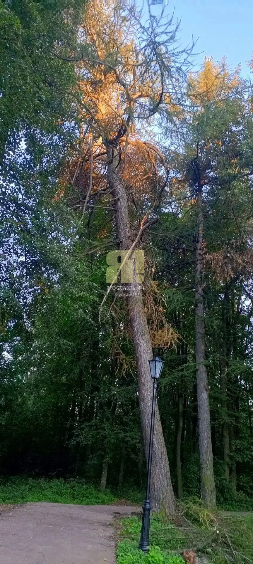 На опасное дерево в Петропавловском парке обратила внимание подписчица.