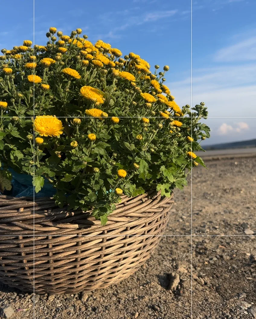 Букеты с корнями , в ротанге 3500 доставка 89176757525