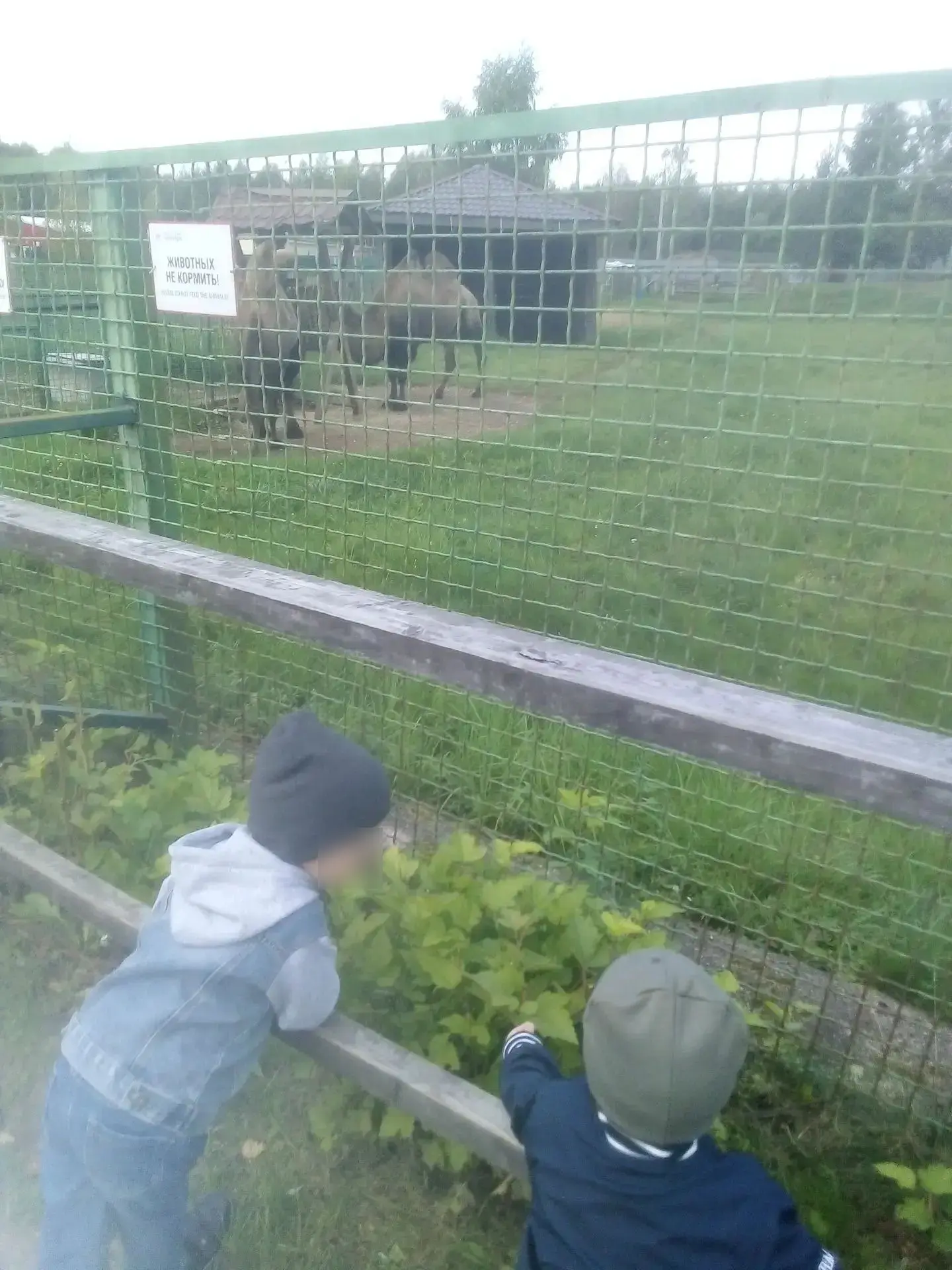 Несмотря на погодные условия, у нас состоялась еще одна поездка в зоопарк 🦌🐅 Мальчики...