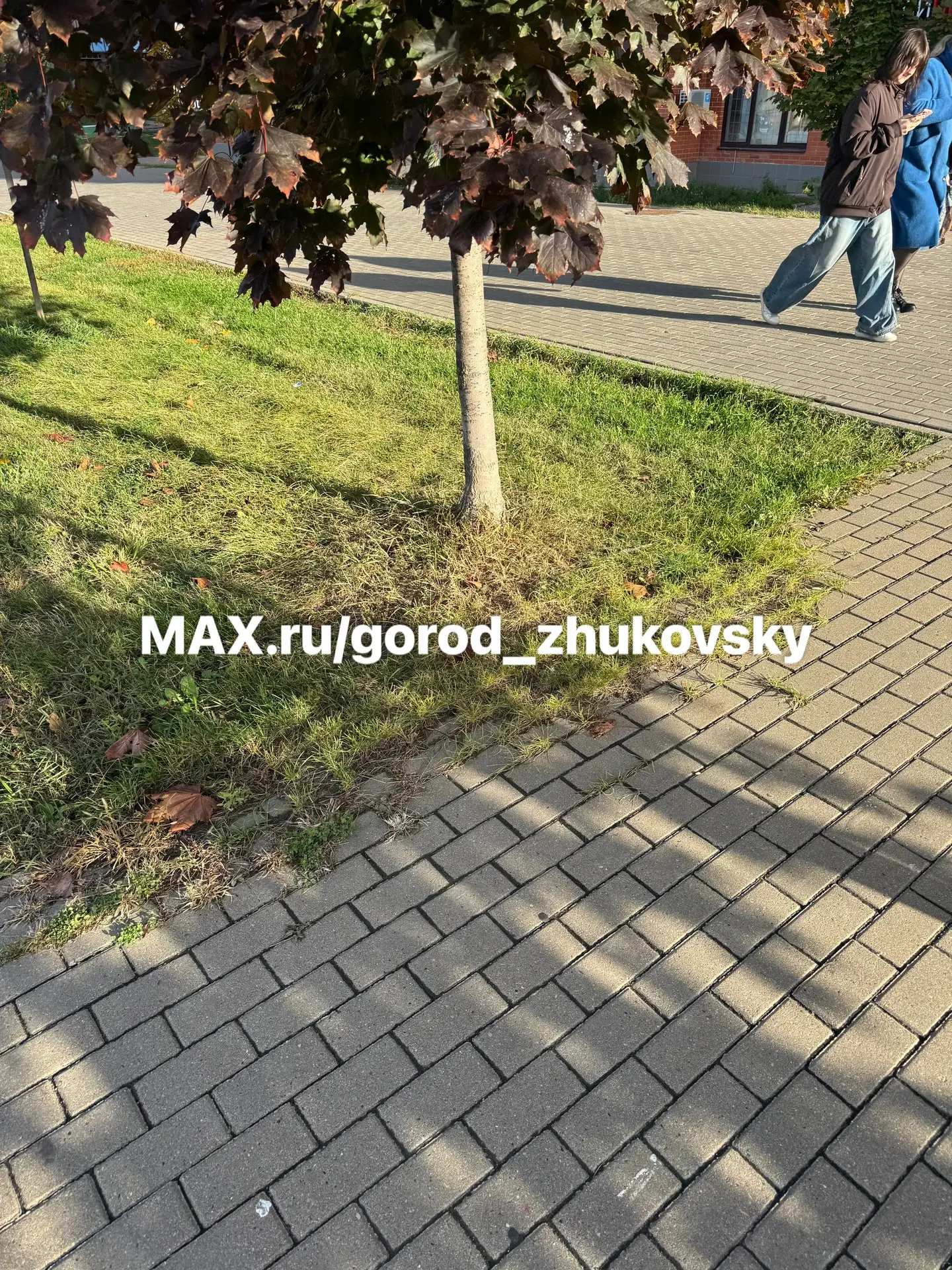 Скоро все тротуары на Гудкова поглотит газон...