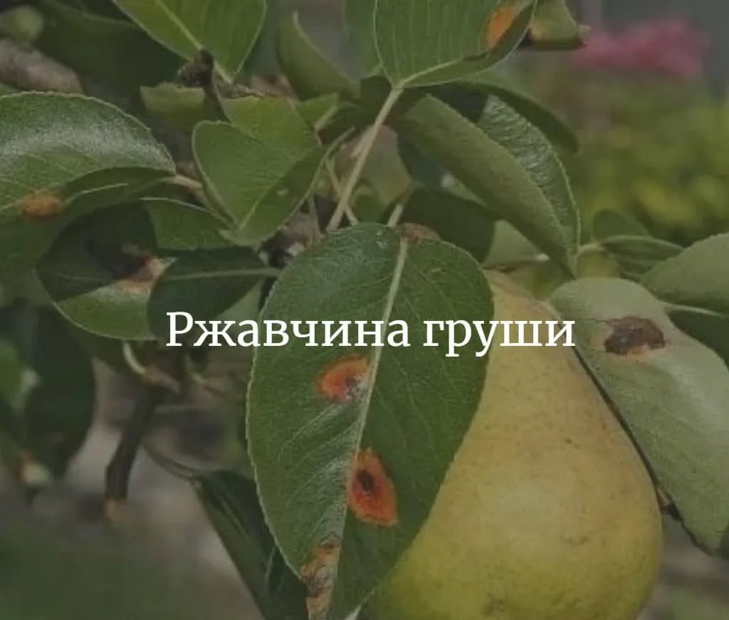 Ржавчина груши.