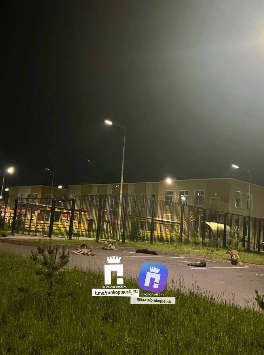 От подписчиков.

"Территория детского сада номер 7 (Космонавтик).
8 собак и возможно это еще не все 