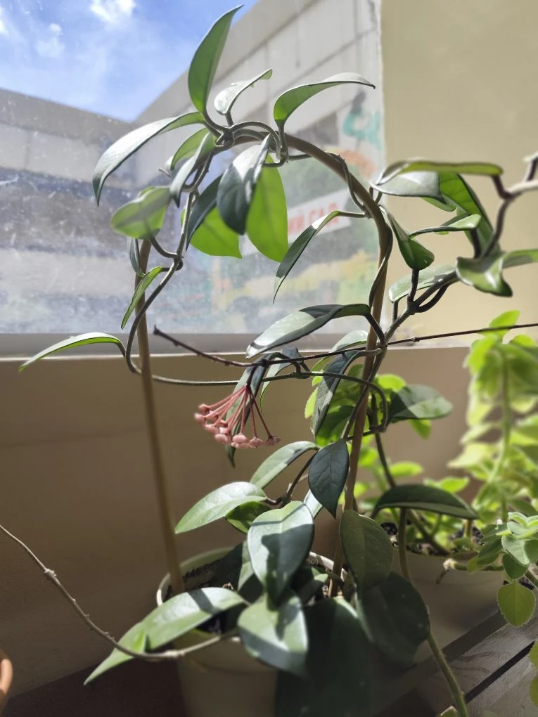 Скоро будет красота 🌸