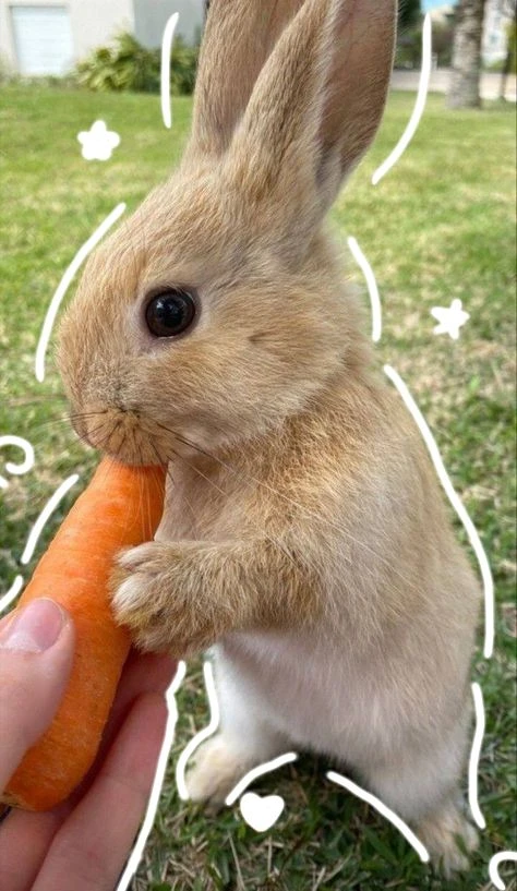 Обои Кролики 🐇
 
На утро выбираем ИГРЫ из самого залайканого комментария ❤

Хочется в школу?
😭 — н