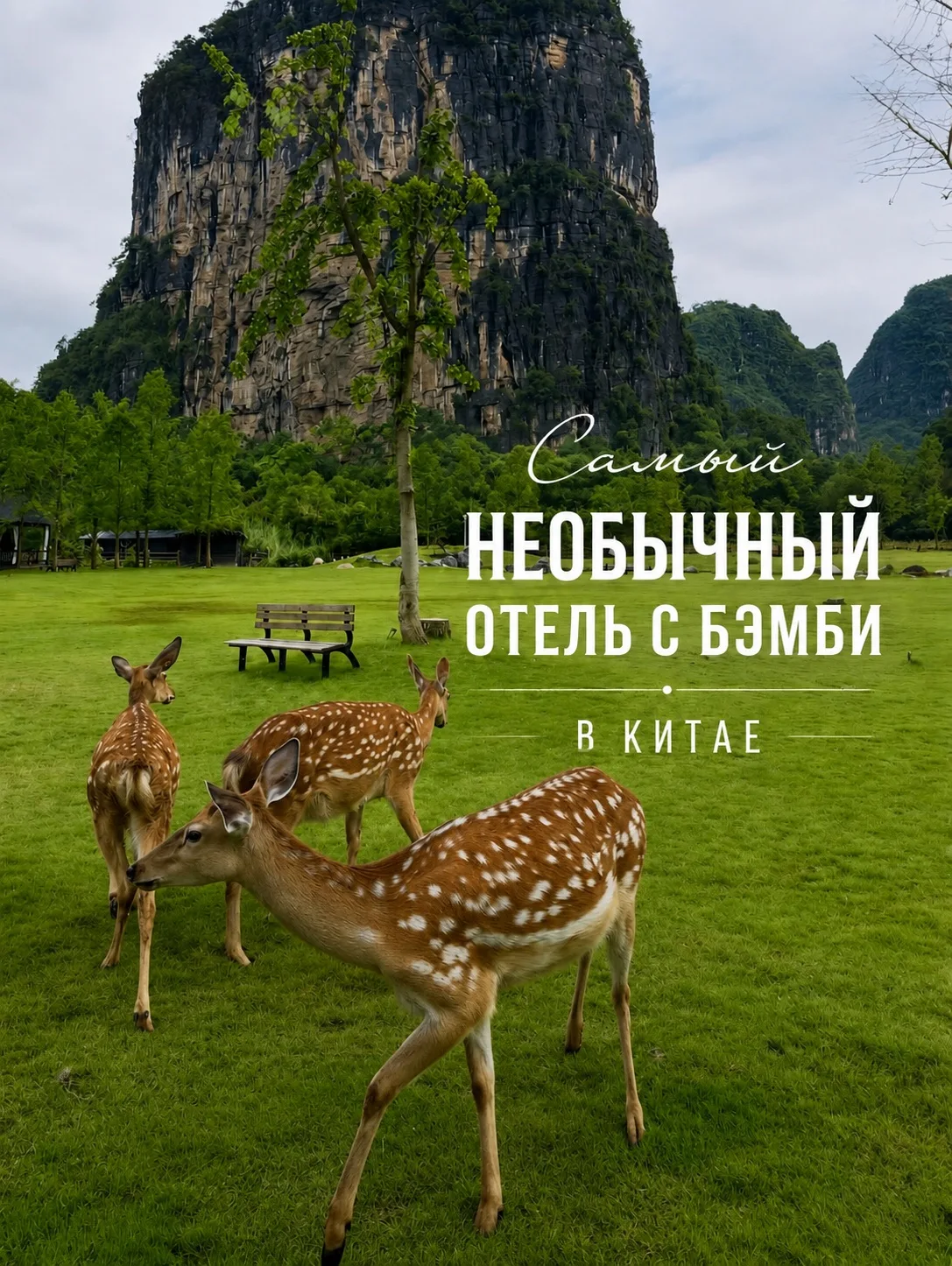 ОТЕЛЬ В КИТАЕ, ГДЕ ПО ТЕРРИТОРИИ ГУЛЯЮТ НАСТОЯЩИЕ «БЭМБИ» 🦌