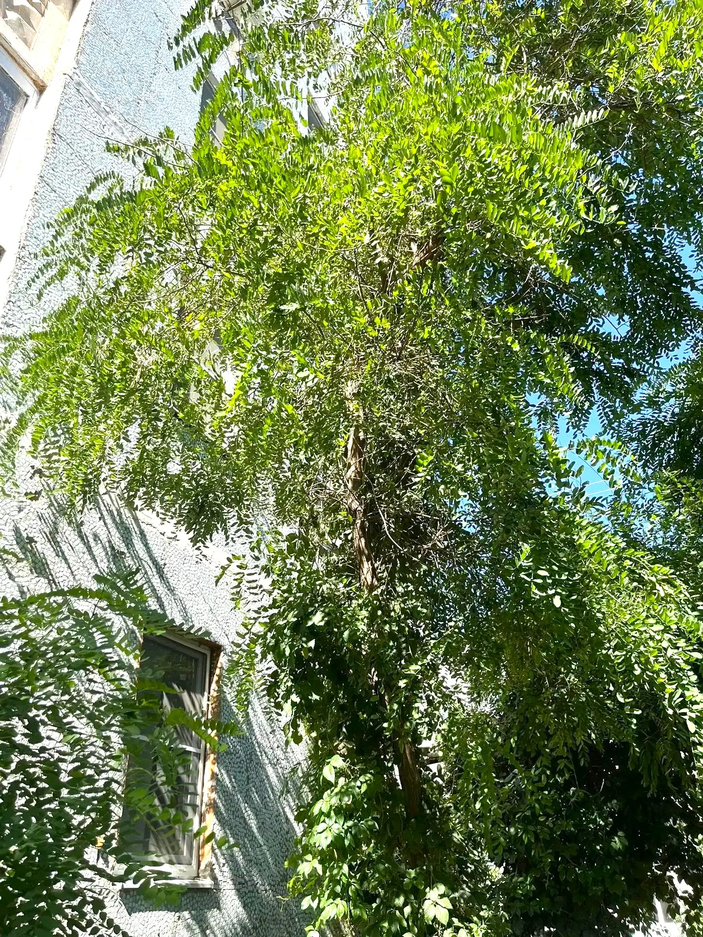 К новости «Никаких преград 🌳»
