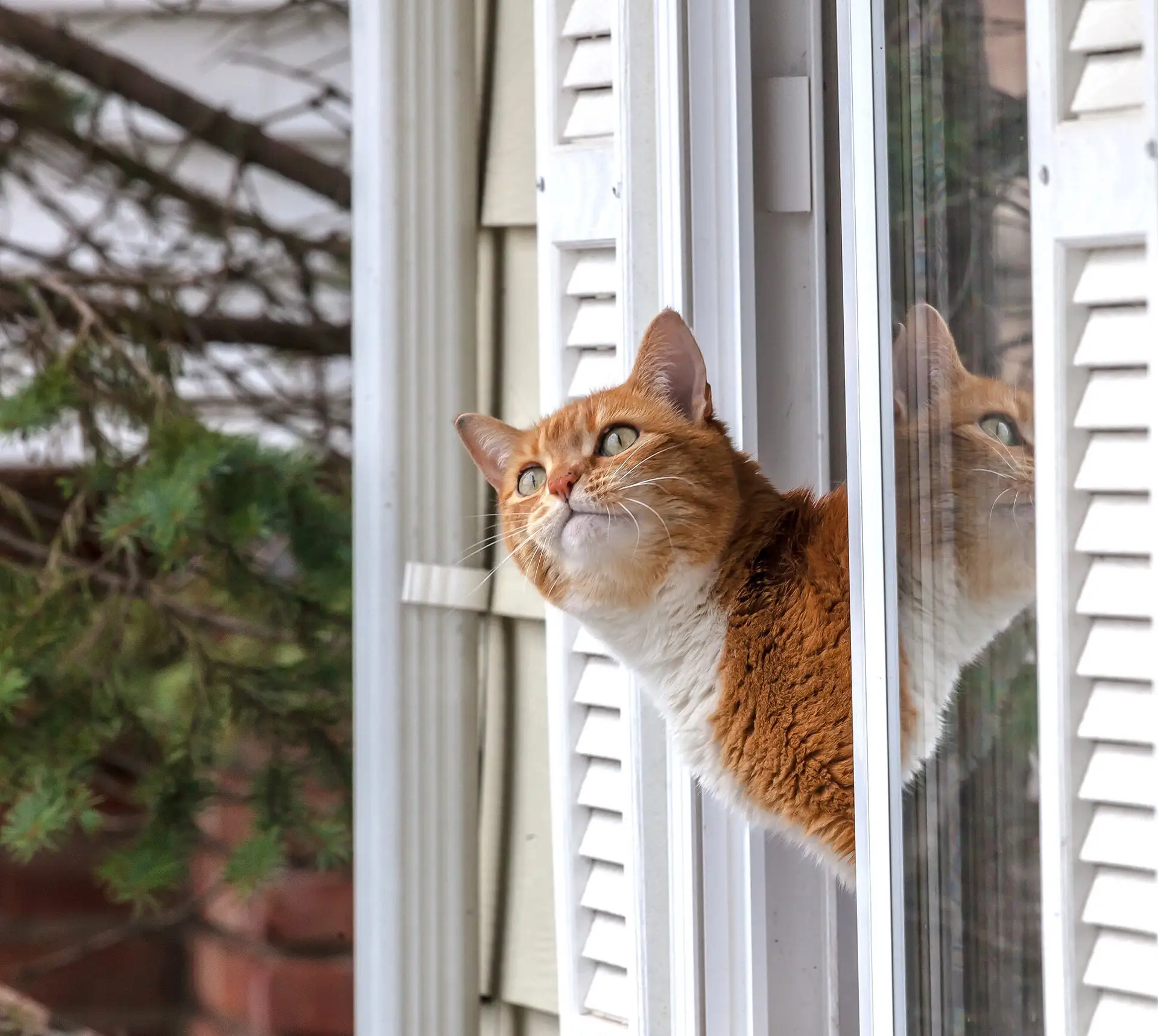 🏢Сезон открытых окон: как уберечь кошку от падения?

🐈С наступлением тепла риск выпадения кошек из