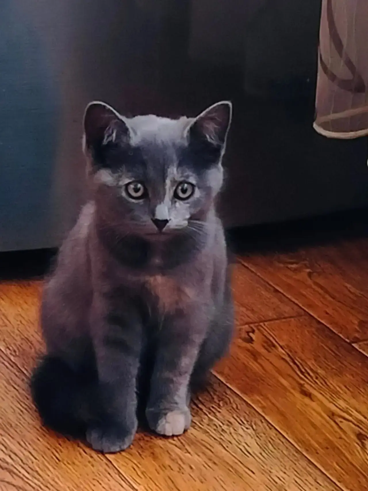 🐈‍⬛ В центре Хлевного найден котёнок, девочка. 

Она игрива, кушает всё и очень нуждается в доме. 
