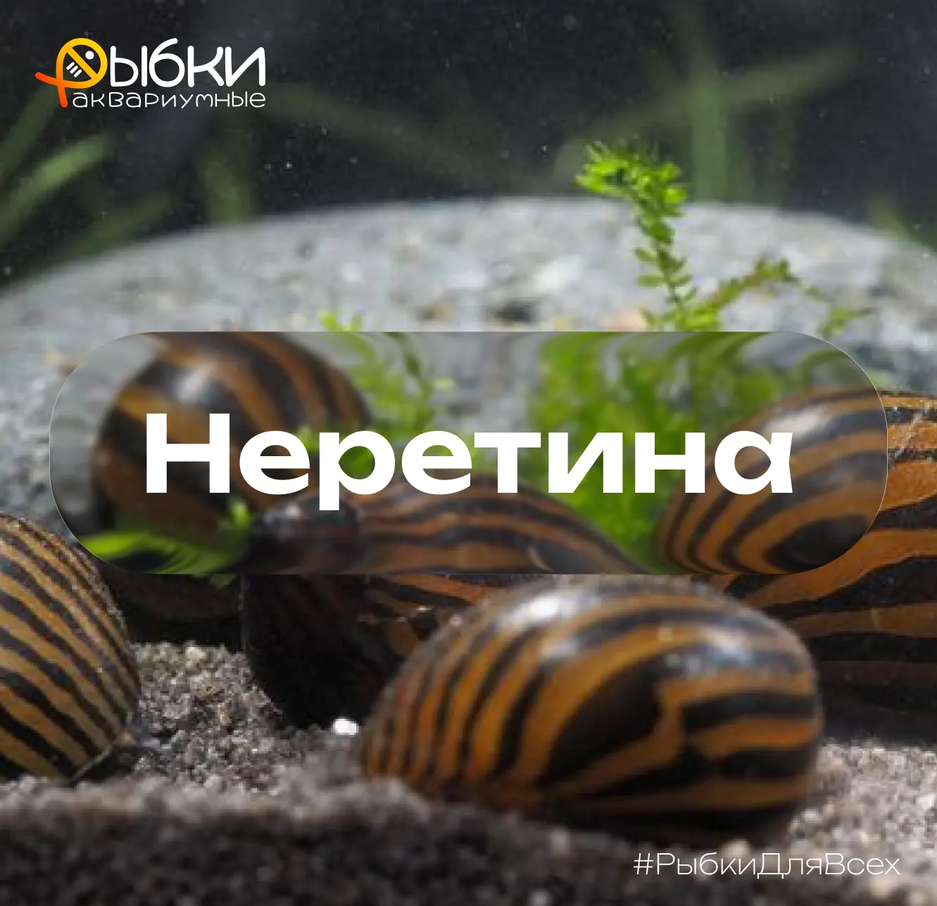 Улитка Неретина в аквариуме: красота и польза!

Неретины — отличные помощники в борьбе с водорослями