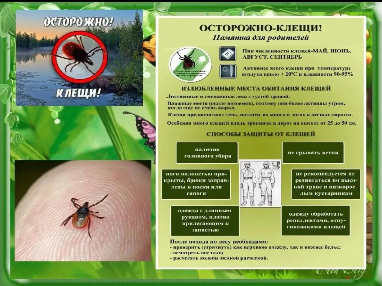 Внимание, родители! Сезон клещей ещё не  закончился ! 🌿