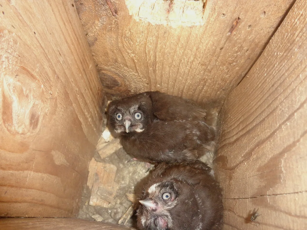 Совушкина любовь  Любовная драма разворачивается в Тверской области, в реабилитационном центре диких