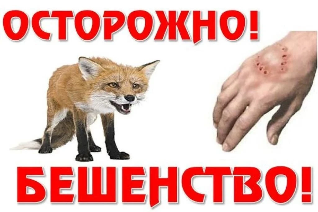 ❗️Что нужно знать о бешенстве? Важная информация для каждого владельца животного.