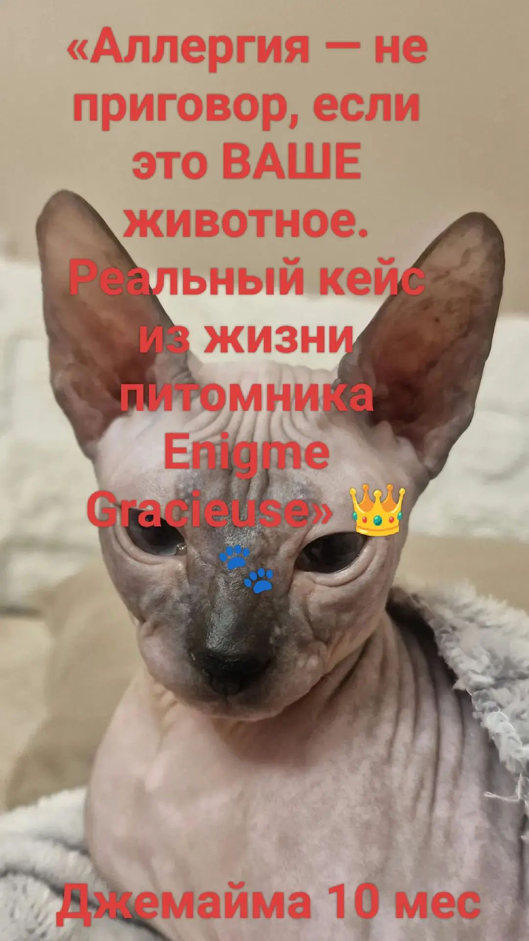 Мечты должны сбываться: вся правда об аллергии, типы сфинксов и наш южный кейс с Джемай...