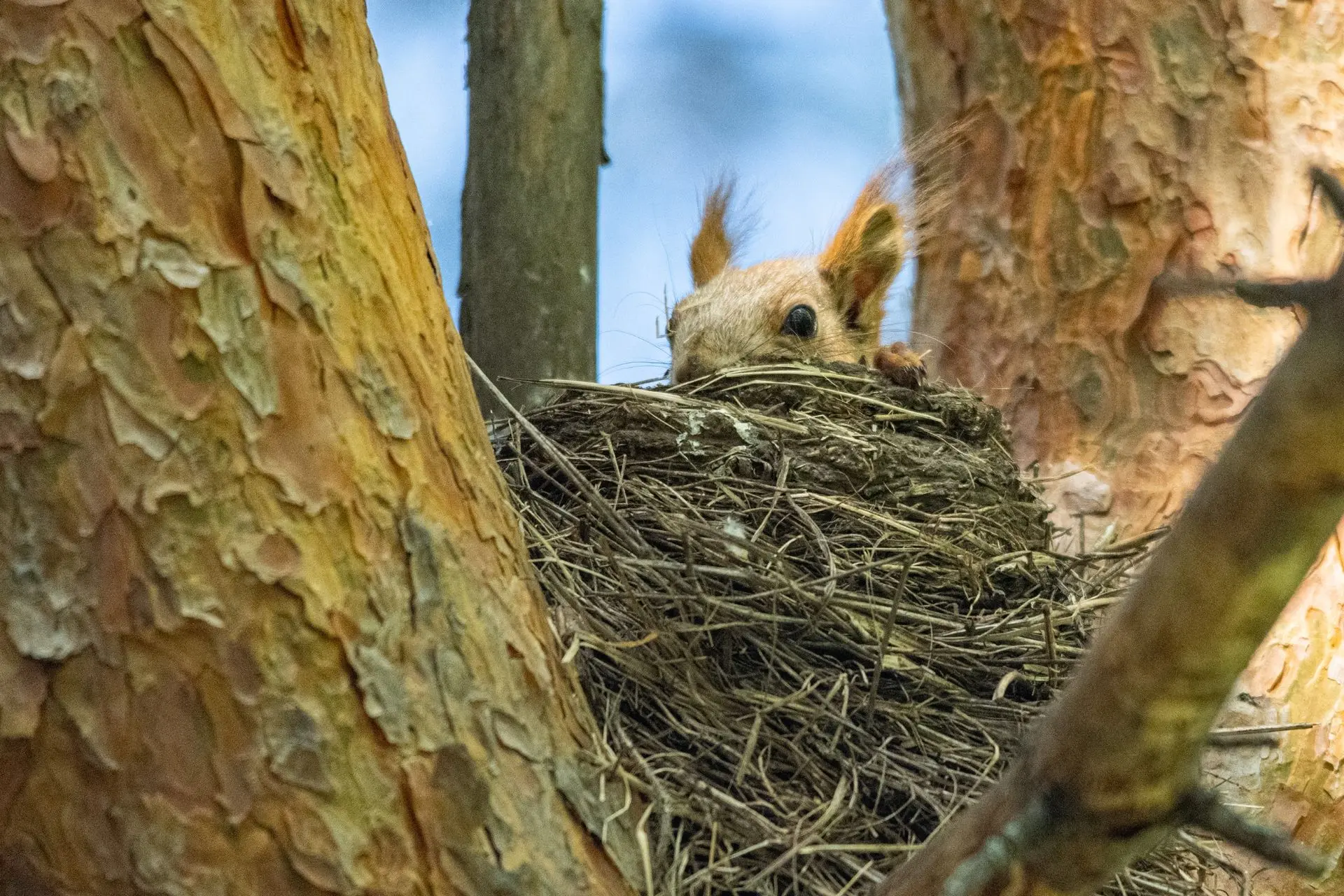 Белка сидит в гнезде дрозда в парке "Семья"🐿😉Фото Павла Особливого💯