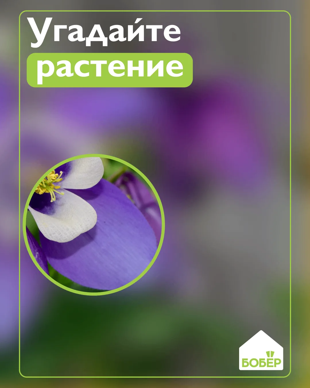 Сможете ли вы по фрагменту понять, какое это растение?