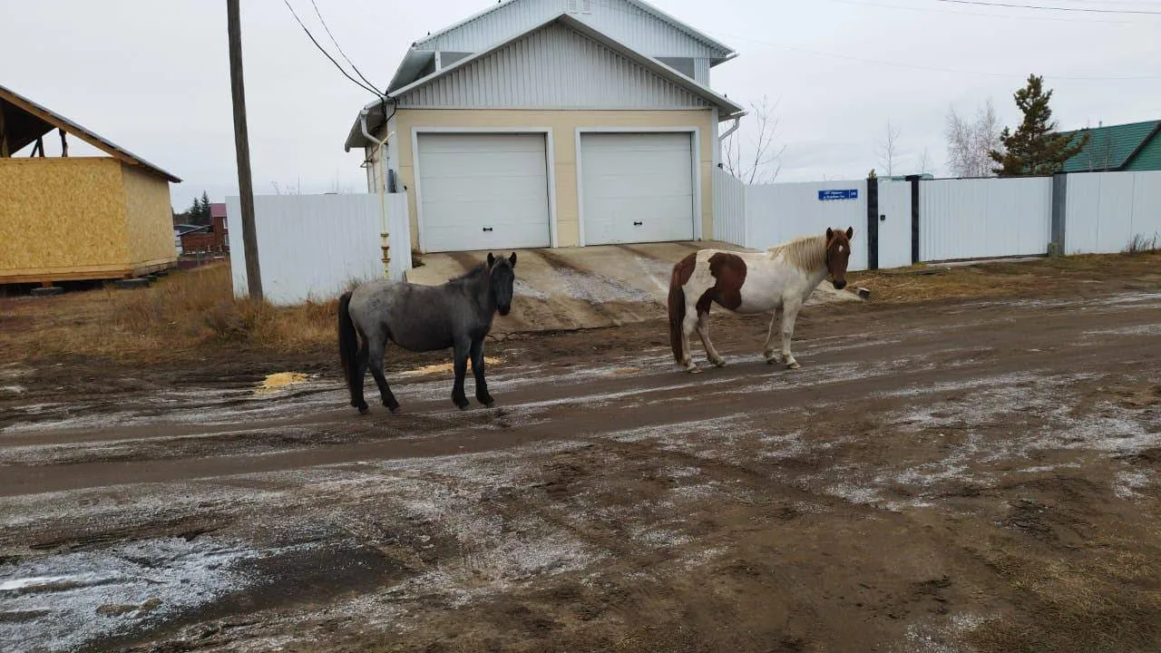 В Пригородном лошадь провалилась в яму - ищут хозяев