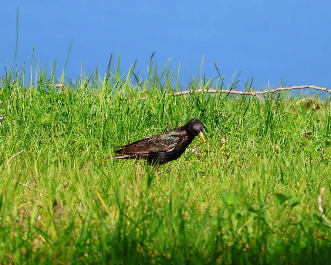 🐦‎Пернатые кормильцы желторотого потомства показали минусинским лесопожарным детали трапезы прожорли