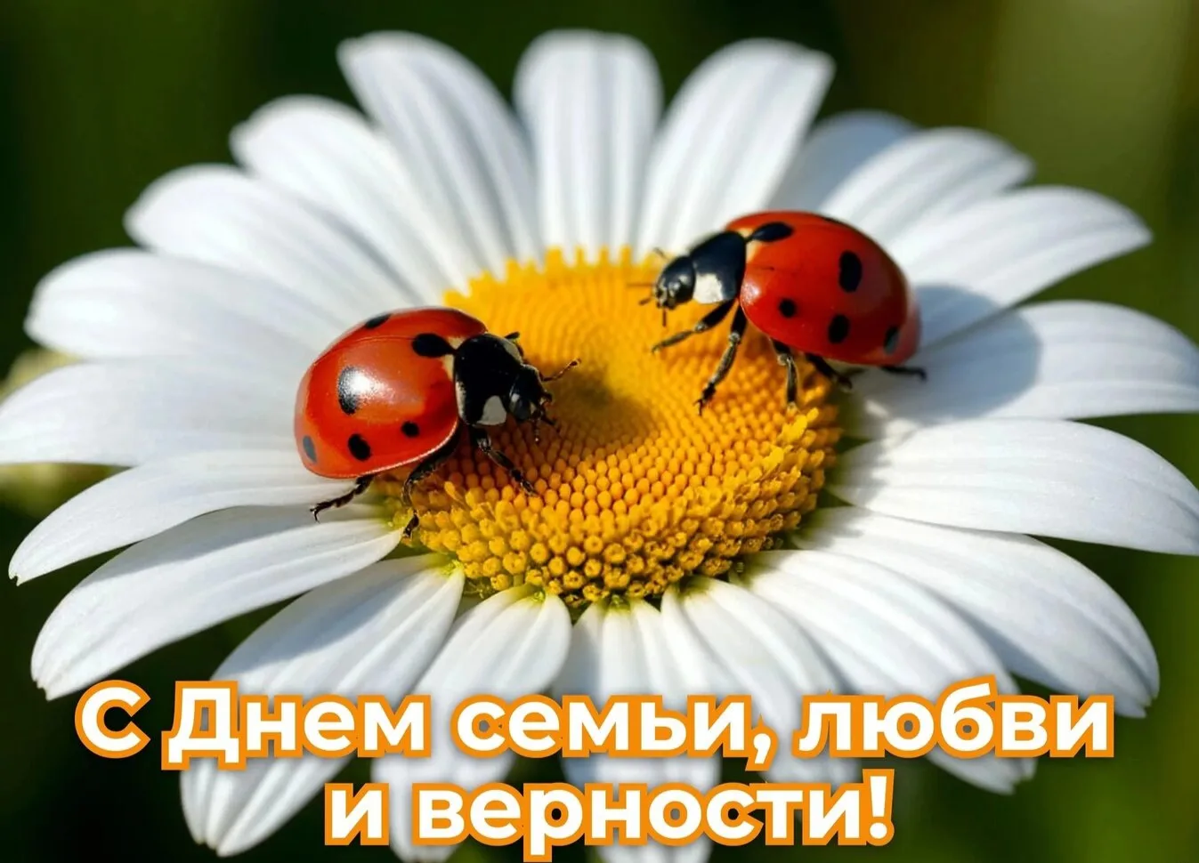 🎉 С Днём семьи, любви и верности! 🎉
8 июля — особый день, когда хочется сказать тёплые слова самым