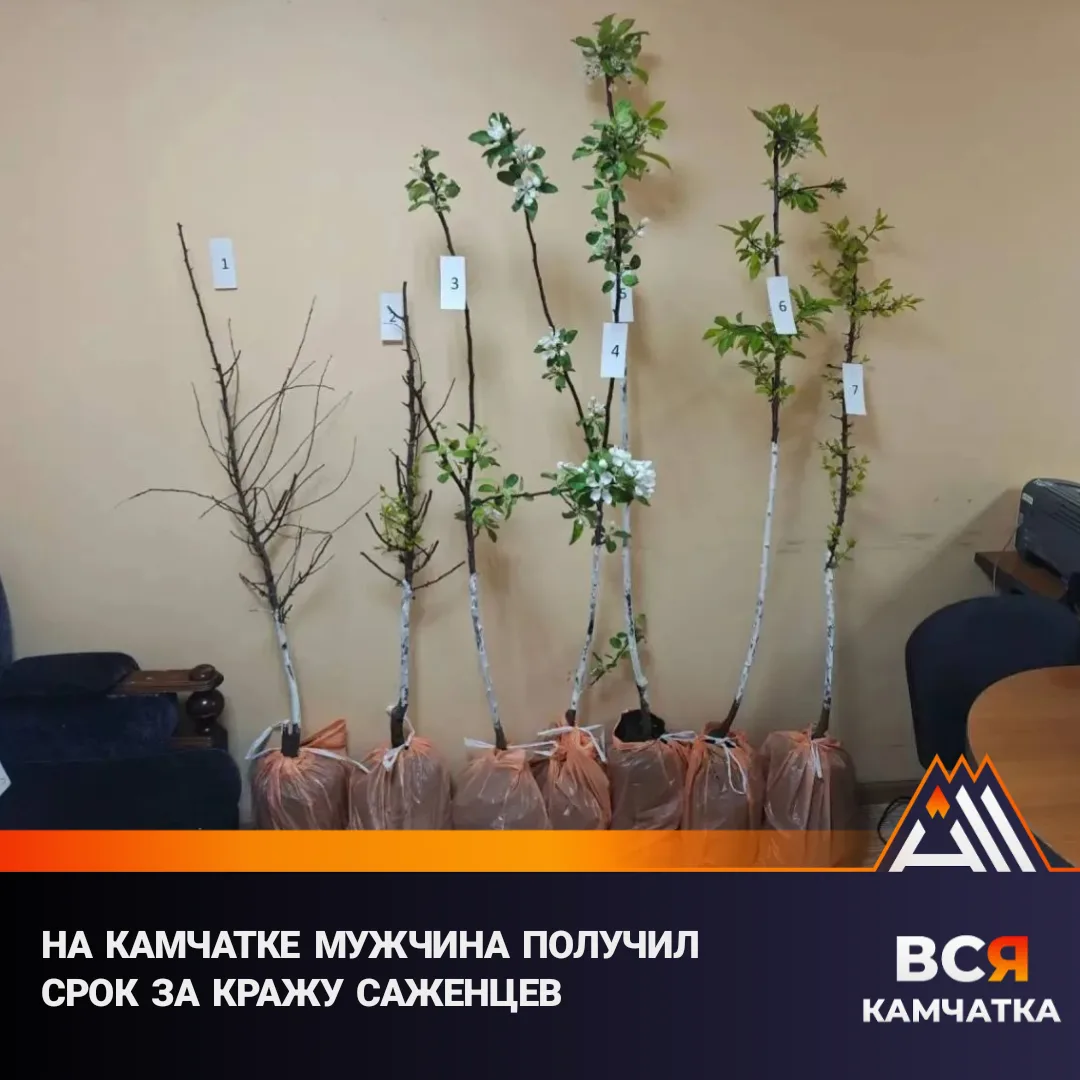 Кража саженцев обернулась реальным сроком