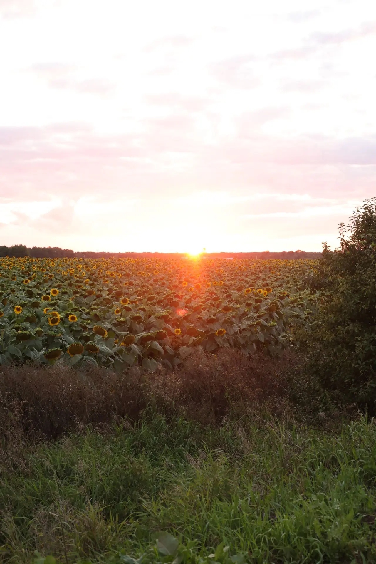 Августовский подсолнуховый закат!🌻