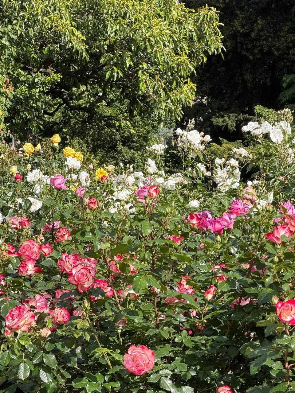 🌸 Никитский сад открыт, но с изменениями! 🌳