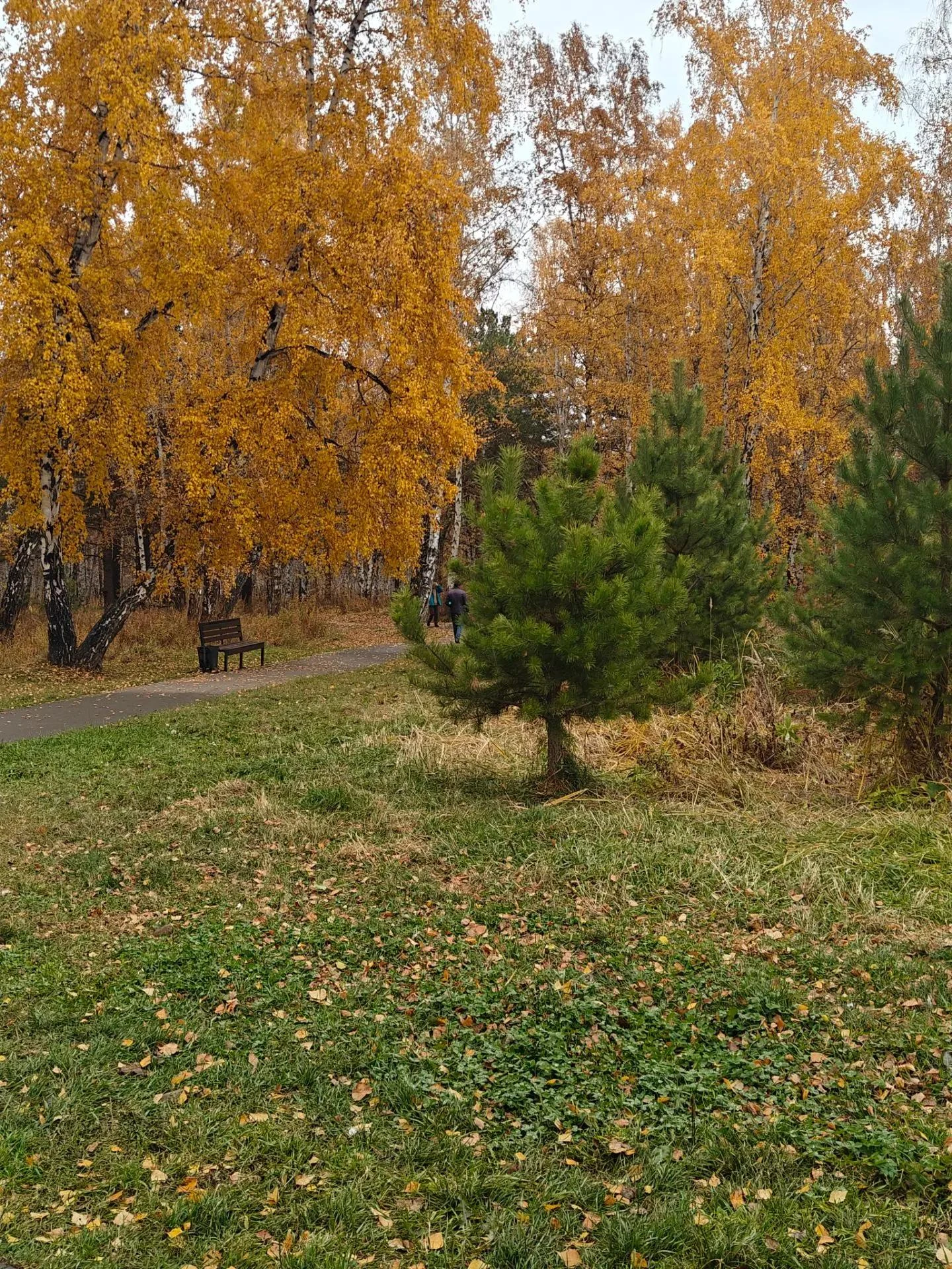 ЭКО-ПРОГУЛКА В РОЩЕ "СИНЮШИНА ГОРА"