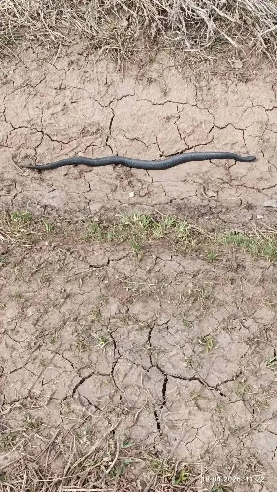 🐍 В Лениногорском районе заметили черных гадюк  Жители сообщают о появлении ядовитых змей в окрестно
