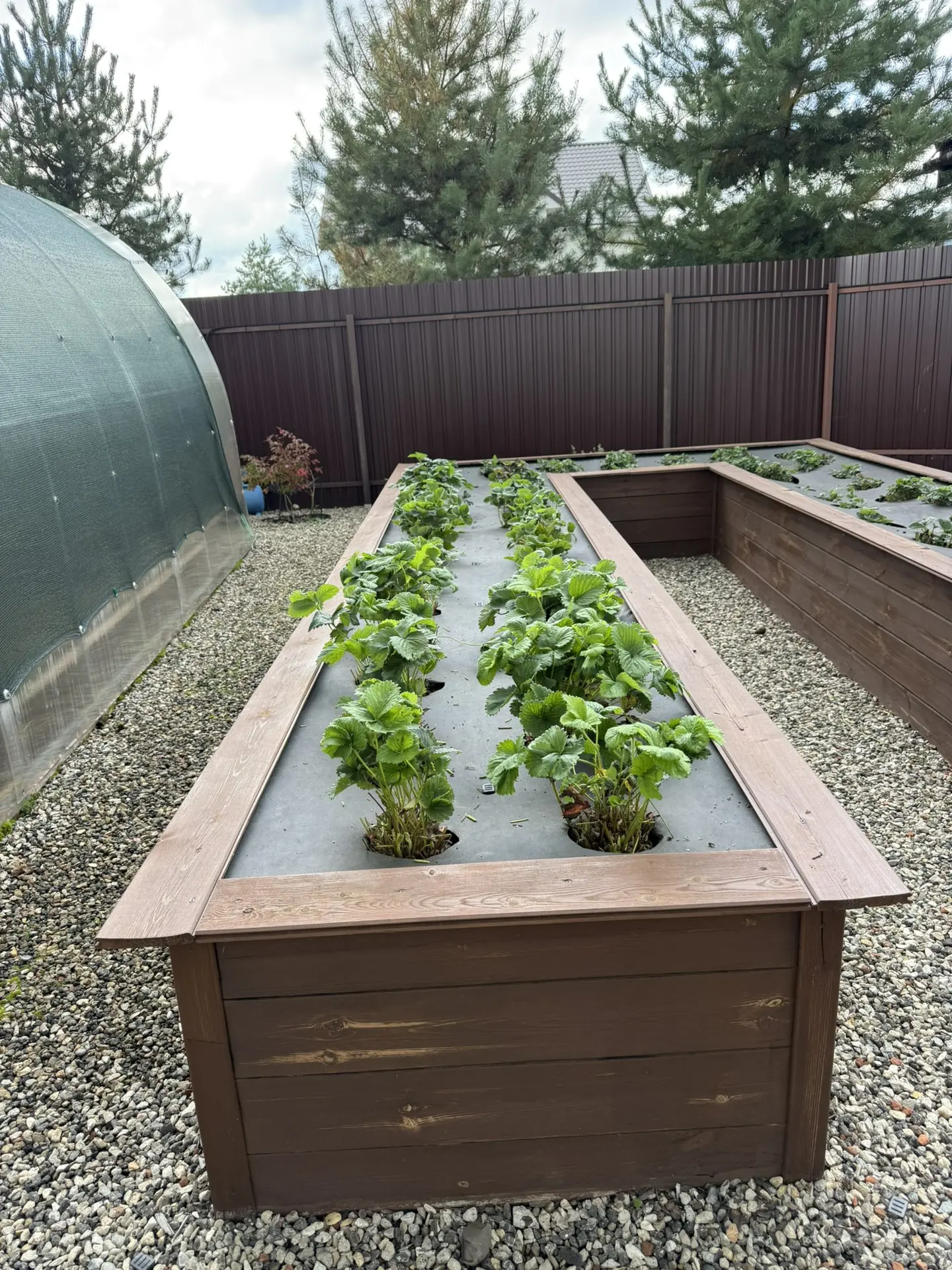 В выходные устроили небольшую уборку на грядках 🌱