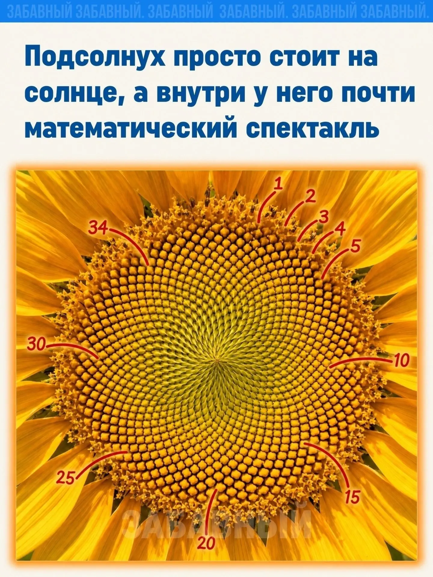 Подсолнух кажется простым и знакомым: жёлтые лепестки, тёмная середина, он стоит под солнцем и кажет