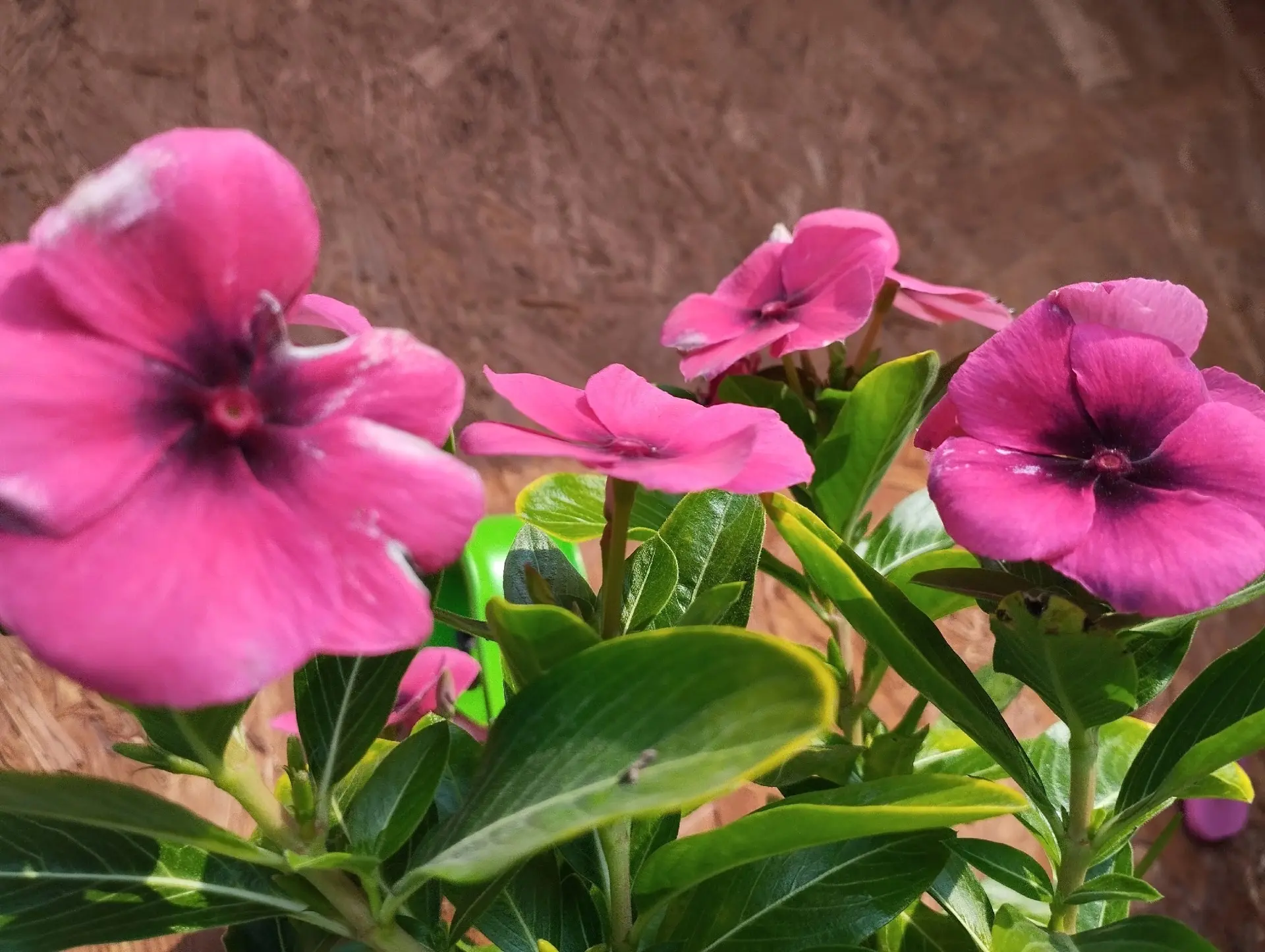 🌸Цветы июля: красота природы в разгар лета!
Июль - это самый жаркий месяц, но именно в это время на