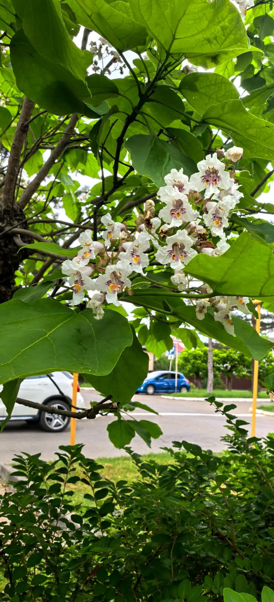 🌿 Макаронное дерево в Горячем Ключе или...