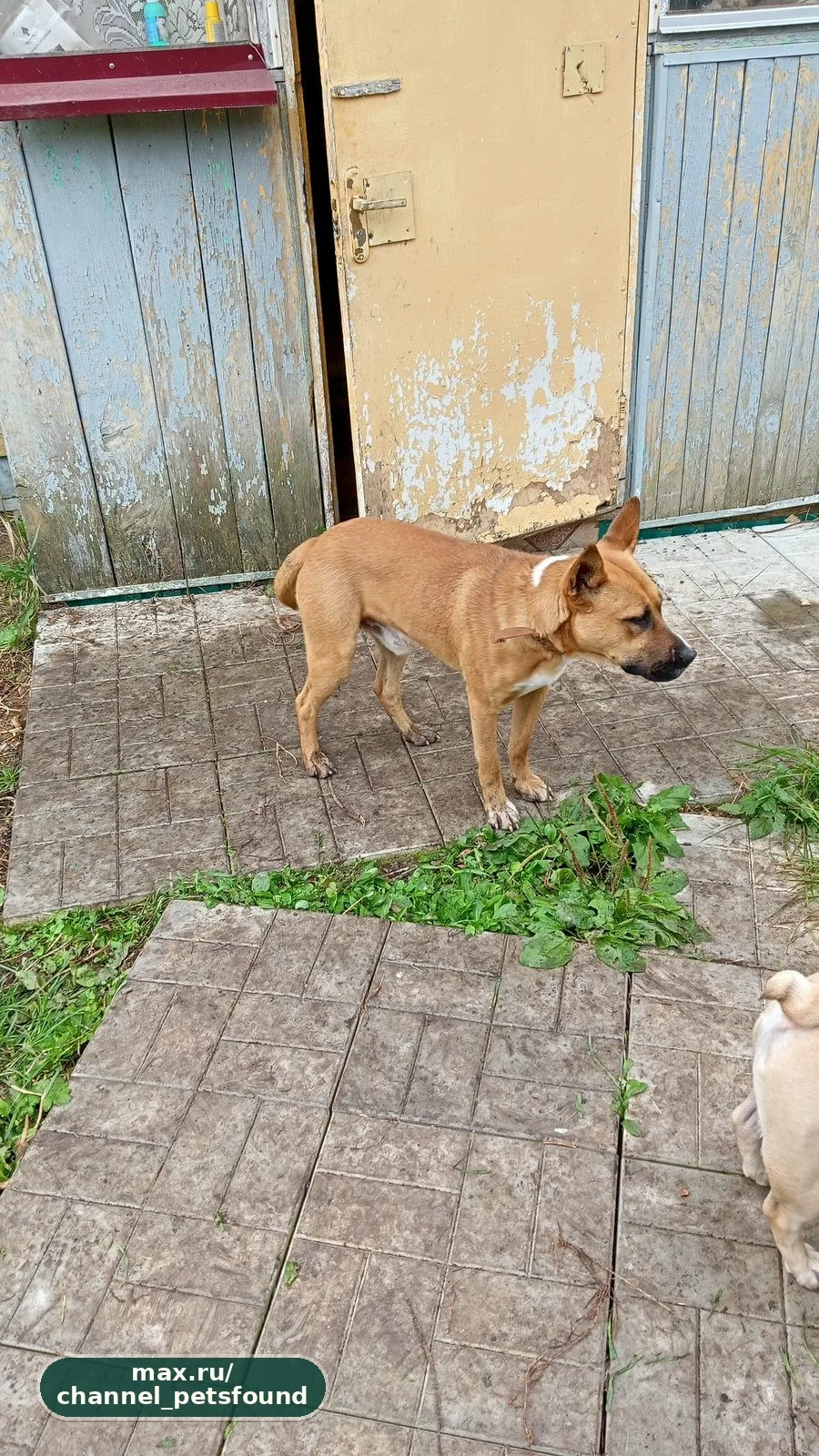 🐾 Найден питомец — Уфа