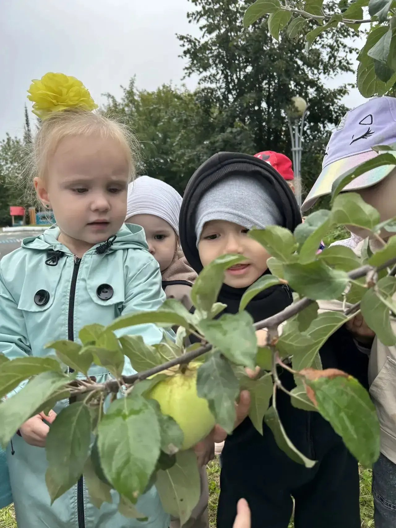 👦🧒Ознакомление дошкольников с яблоней, рябиной и черемухой осенью — это эффективный с...