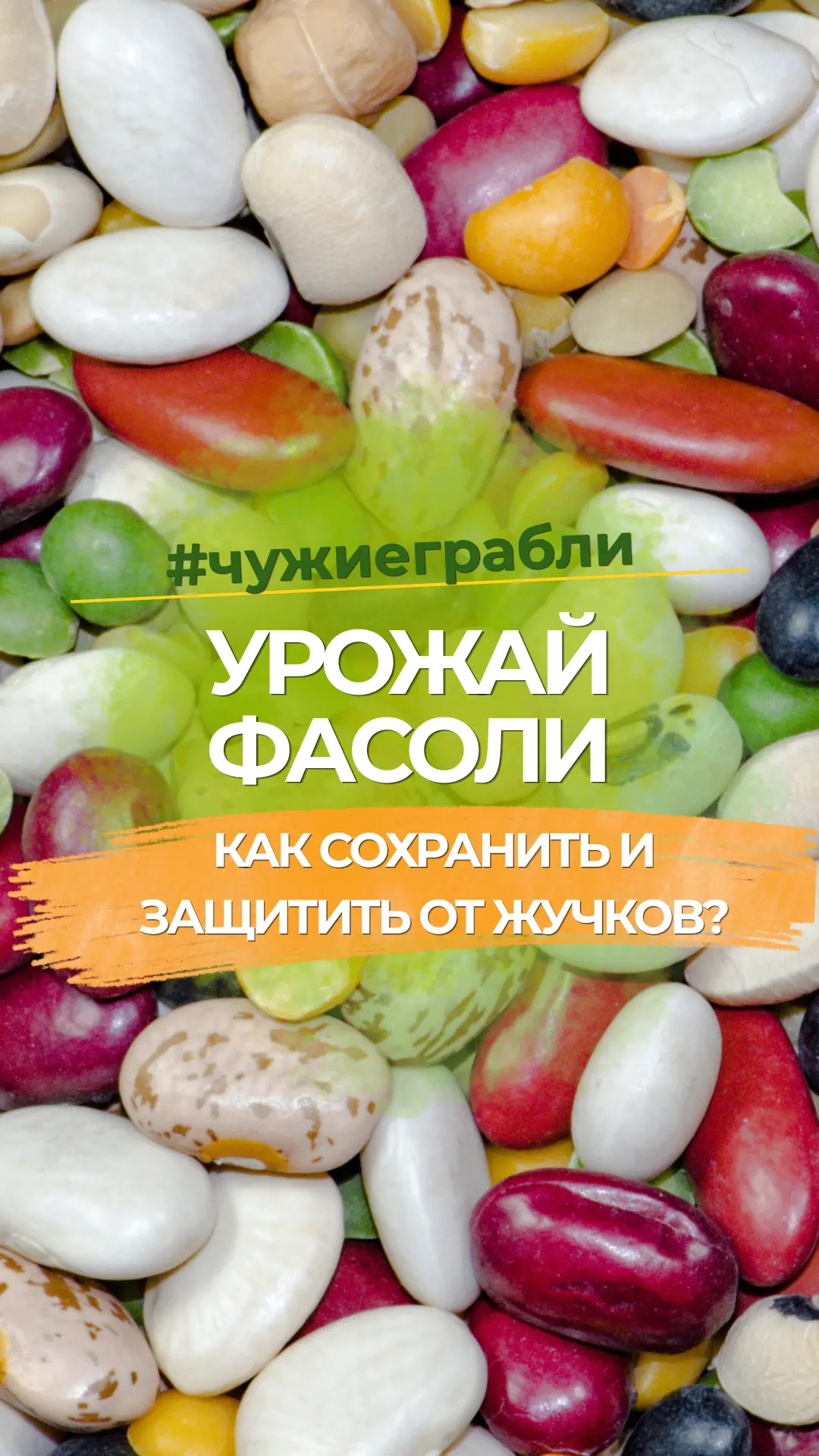 Привет, любители огорода! Сентябрь в этом сезоне радует теплом, поэтому у меня даже поз...